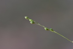 Kellochloa verrucosa