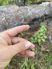 Kellochloa verrucosa