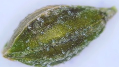 Kellochloa verrucosa