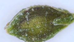 Kellochloa verrucosa