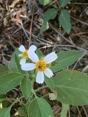 Bidens alba