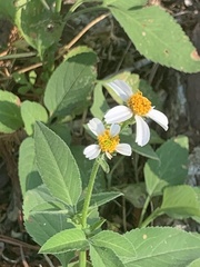 Bidens alba