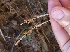 Carex serratodens