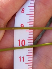 Carex serratodens