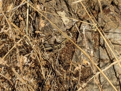 Masticophis lateralis euryxanthus