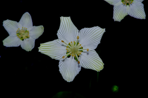 Parnassia asarifolia