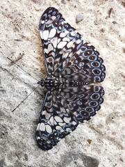Hamadryas fornax