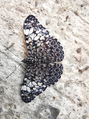 Hamadryas fornax