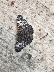 Hamadryas fornax