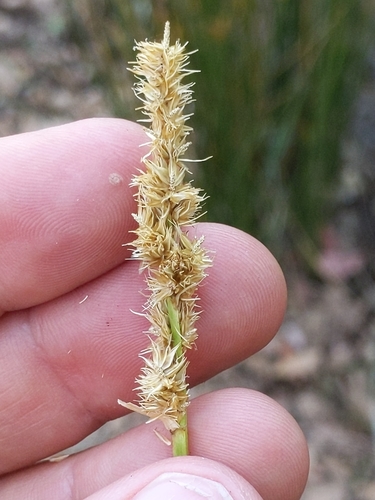 Dense sedge (Carex densa)