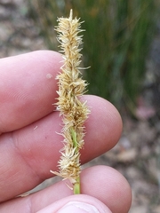 Carex densa