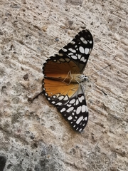Hamadryas fornax