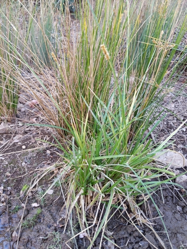 Dense Sedge foliage