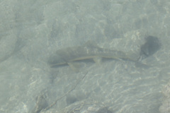 Catostomus