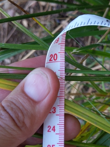 Image of Carex densa by (c) Ken-ichi Ueda, some rights reserved (CC BY)