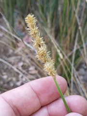 Carex densa