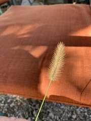 Setaria viridis viridis