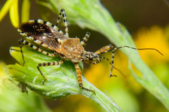 Cosmoclopius nigroannulatus