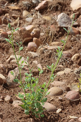 Chenopodium watsonii