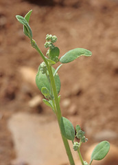 Chenopodium watsonii