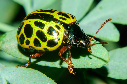 Calligrapha polyspila