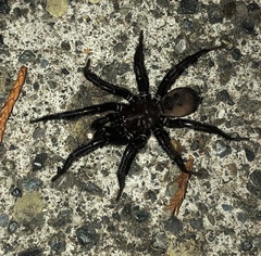 Antrodiaetus pacificus