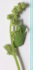 Chenopodium watsonii