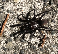 Antrodiaetus pacificus