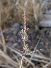 Carex serratodens