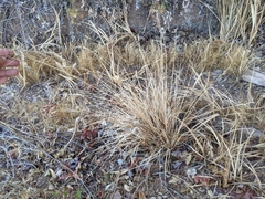 Carex serratodens