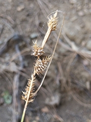 Carex serratodens