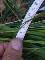 Carex serratodens