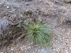 Carex serratodens
