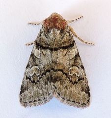 Cosmia praeacuta