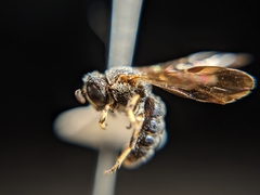 Protandrena fraterculus