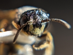 Protandrena fraterculus