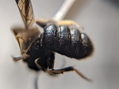 Protandrena fraterculus