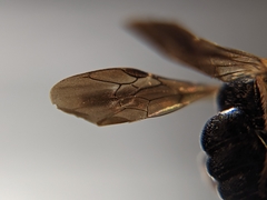 Protandrena fraterculus