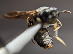 Protandrena fraterculus