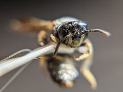 Protandrena fraterculus