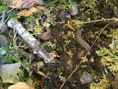 Pseudopolydesmus canadensis