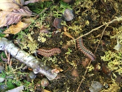 Pseudopolydesmus canadensis