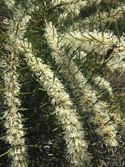 Hakea teretifolia