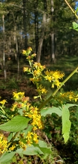 Solidago buckleyi