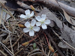 Drosera praefolia