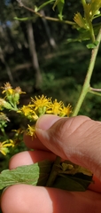 Solidago buckleyi