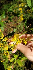 Solidago buckleyi