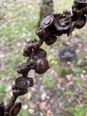 Lithocarpus taitoensis