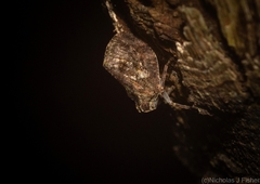 Cotylana angustifrons