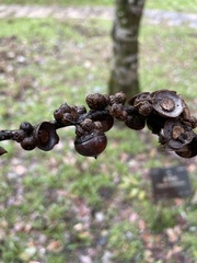 Lithocarpus taitoensis